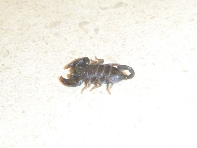 Incroyable , un scorpion trouvé au retour chez moi dans mon sac de vêtements !! 